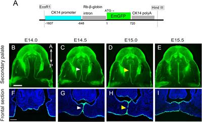 Observation of Dynamic Cellular Migration of the Medial Edge Epithelium of the Palatal Shelf in vitro